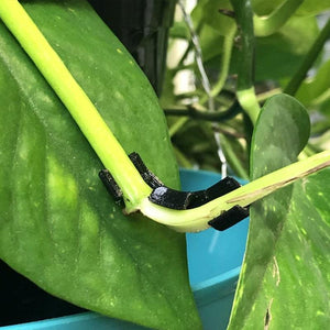 90 Grad Plant Bender für stressfreies Training